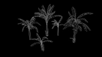 Banana and Strelitzia Plants