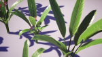 Banana and Strelitzia Plants