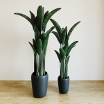 Banana palm