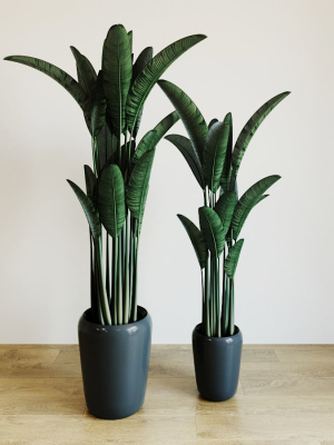 banana-palm-3d-model-max-obj
