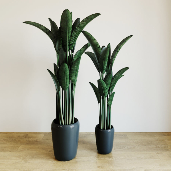Banana palm
