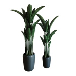 Banana palm