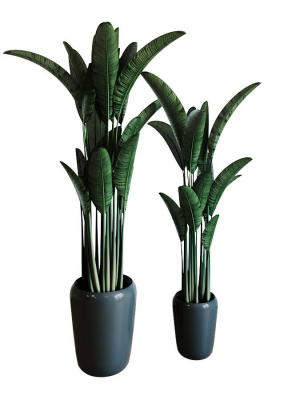 Banana palm