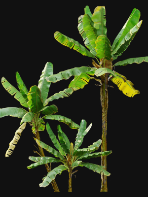 banana-tree-3d-model-max-fbx