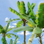 Banana Tree