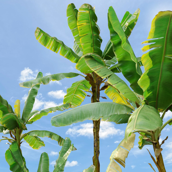 Banana Tree