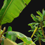 Banana Tree