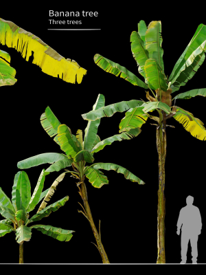 Banana Tree
