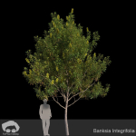 Banksia Integrifolia