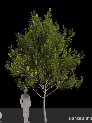 banksia-integrifolia-3d-model-max-bip-obj-mtl-fbx
