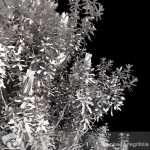 Banksia Integrifolia