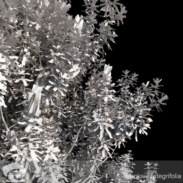 Banksia Integrifolia