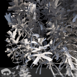 Banksia Integrifolia