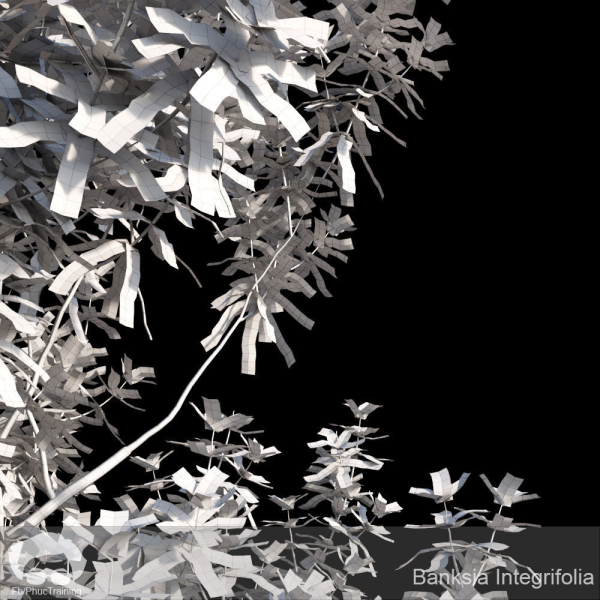 Banksia Integrifolia
