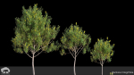 Banksia Integrifolia