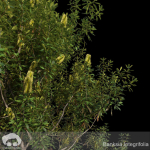 Banksia Integrifolia