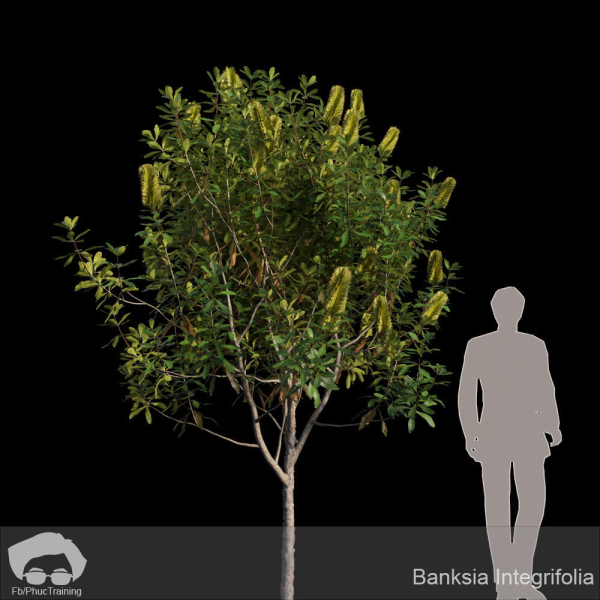 Banksia Integrifolia