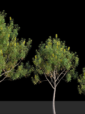 Banksia Integrifolia
