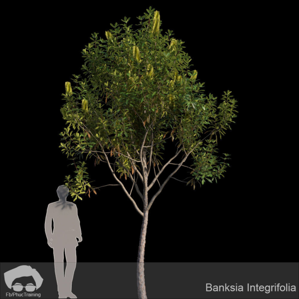 Banksia Integrifolia