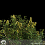 Banksia Integrifolia
