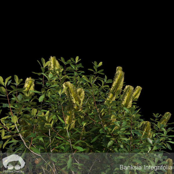 Banksia Integrifolia