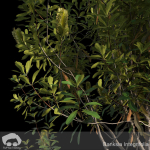 Banksia Integrifolia