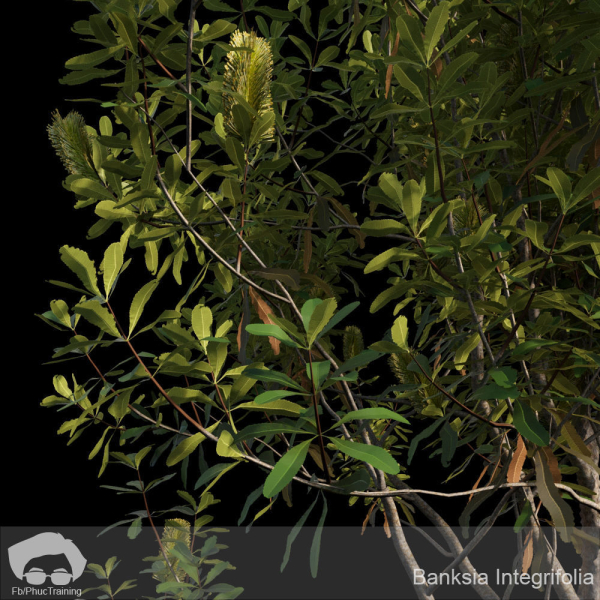 Banksia Integrifolia