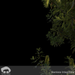 Banksia Integrifolia