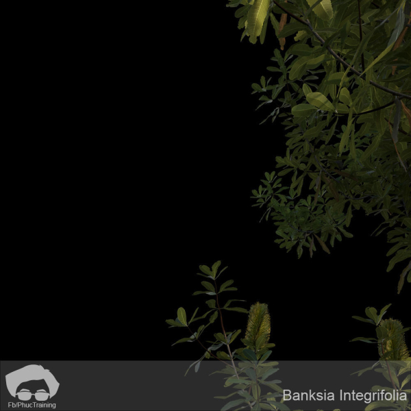 Banksia Integrifolia
