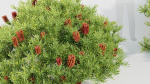 Banksia spinulosa Hairpin Banksia