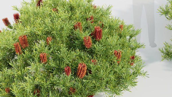 Banksia spinulosa Hairpin Banksia
