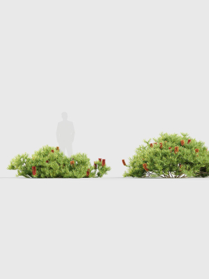 banksia-spinulosa-hairpin-banksia-3d-model-a80342f3b9