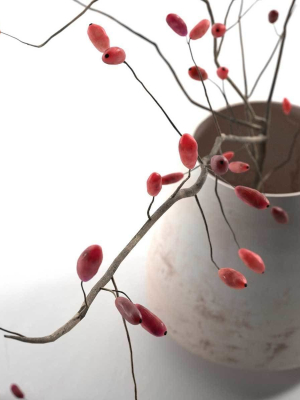 Barberry in Pot