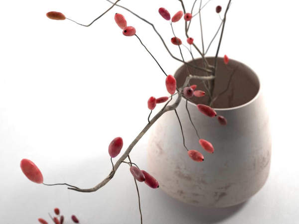 Barberry in Pot