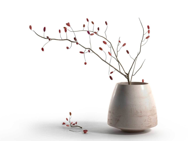 Barberry in Pot