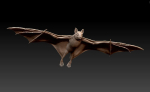 Bat flying fox