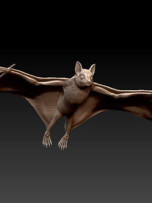 bat-flying-fox-3d-model-0415df656d
