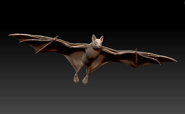 Bat flying fox