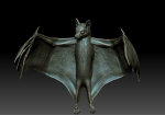 Bat flying fox