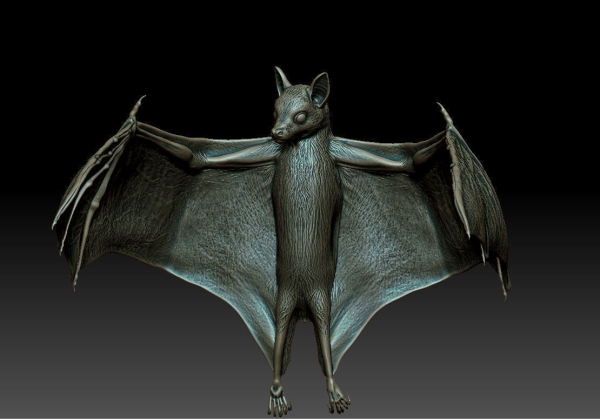 Bat flying fox