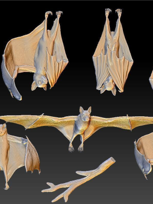 Bat flying fox