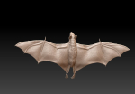 Bat flying fox