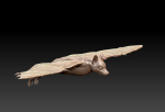 Bat flying fox