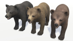 BEAR - CUB
