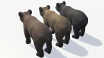 BEAR - CUB