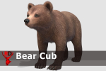 BEAR - CUB