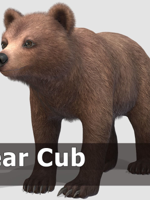 BEAR - CUB