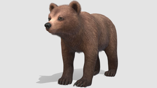BEAR - CUB