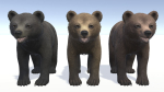 BEAR - CUB