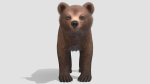 BEAR - CUB